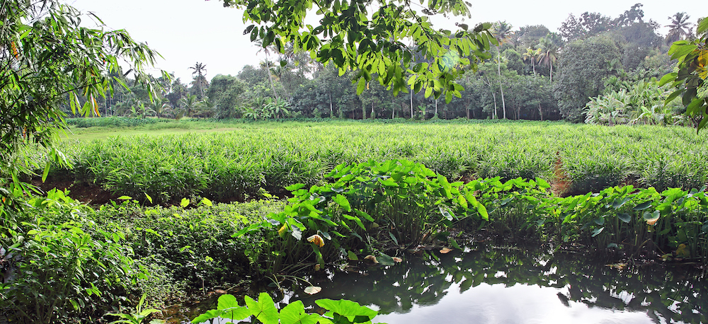 Indian wetlands