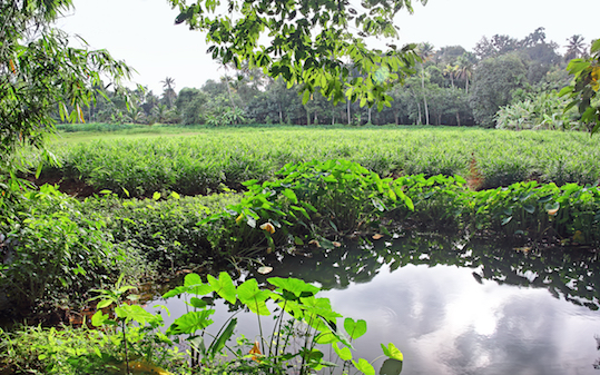 Indian Wetlands